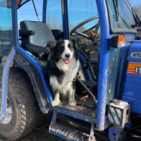 IMG 5066 Hund I Traktor