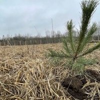 IMG 5233 Skovfyr I Halmdække