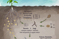 Nutrient Cycling Wo Logo