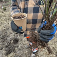 IMG 5353 Planter Og Gammel Skovbund