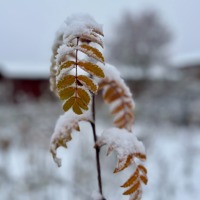 12 Sorø Vinterblade