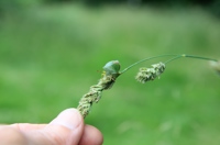 IMG 5008 Mia Grøn Bredtæge På Grønt Græsaks Ikke Helt Skaprt